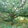 Beautiful trees and colours