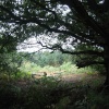 A walk in Shotover Country Park, Oxford