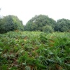 Sea of ferns, Shotover Park