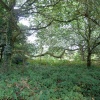 A walk in Shotover Country Park, Oxford