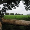A walk in Shotover Country Park, Oxford