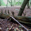 A walk in Shotover Country Park, Oxford