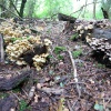 A walk in Shotover Country Park, Oxford