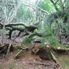 Fallen tree, Shotover Park