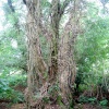 A walk in Shotover Country Park, Oxford