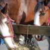 Heavy horse display