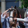 Heavy horse display