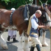 Heavy horse display