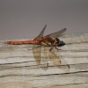 Ruddy Darter