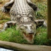 Thrigby park croc