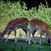 Two fallow deer
