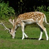 A beautiful fallow deer