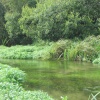 River Test, Stockbridge