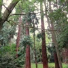 Coombe Abbey Land of the Giants