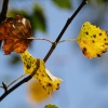 Autumn leaves, Hazelborough Wood, Silverstone, Northants.