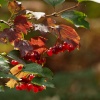 Berries, Hazelborough Wood, Silverstone, Northants.
