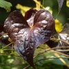 Heart-shaped leaf, Hazelborough Wood, Silverstone, Northants.