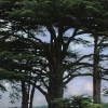 Trees at Attingham