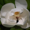 Lovely flower at Attingham