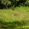 A squirrel enjoying the June sun