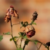 Withered roses, Lower Heyford, Oxon.
