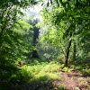 Hudd Lee Wood