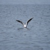 Black Headed Gull