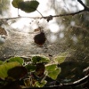 Cobweb in the sun, Ivinghoe Common / Ridgeway, Ringshall, Herts