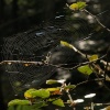 Spider and web, Ivinghoe Common / Ridgeway, Ringshall, Herts.