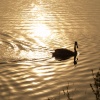Swan on reservoir, Marsworth, Bucks.