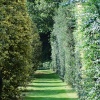 Shadows on the path
