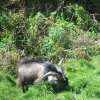 Animal Farm