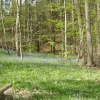 Maulden Woods in Springtime