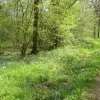 Maulden Woods in Springtime