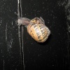 Snail with spider