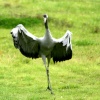 A  Crane