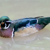 Wood Duck