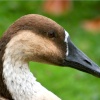 Swan Goose.
