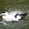 Eider Duck, male.
