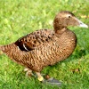 Eider Duck, Female.