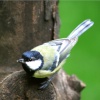 Great Tit.