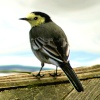Pied Wagtail Juvenile.