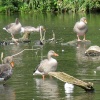 Grey Lag Geese at Coombe
