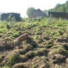 Friendly Pigs