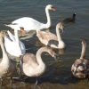 Feathered family