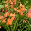 Crocosmia 'Severn Sunrise'