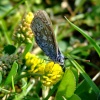 Common blue butterfly....polyommatus icarus