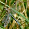 Migrant hawker dragonfly