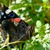 Red admiral butterfly.....vanessa atalanta