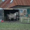 More horses in winter coats